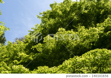 Copy space of fresh greenery and blue sky in the sunlight Copy space of fresh greenery and blue sky in the sunlight 140101656