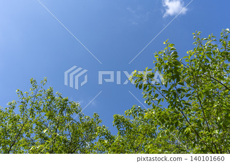 Copy space of fresh greenery and blue sky in the sunlight Copy space of fresh greenery and blue sky in the sunlight 140101660