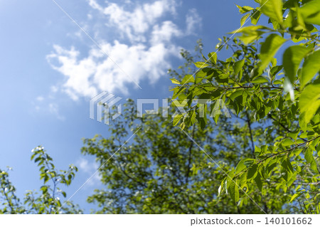 Copy space of fresh greenery and blue sky in the sunlight 140101662