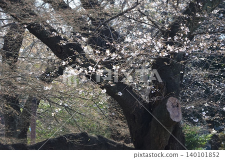 東京北區飛鳥山公園的古老櫻花樹 東京北區飛鳥山公園的古老櫻花樹 140101852