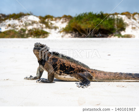 Marine iguana basking on Tortuga Bay beach, Galapagos, Ecuador Marine iguana basking on Tortuga Bay beach, Galapagos, Ecuador 140101987