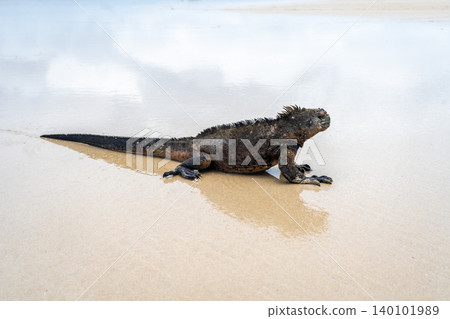 Marine iguana on the sandy shores of Isabela Island, Galapagos Archipelago, Ecuador Marine iguana on the sandy shores of Isabela Island, Galapagos Archipelago, Ecuador 140101989