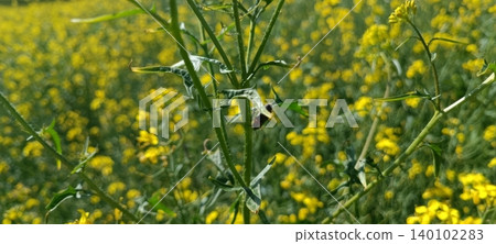 Close-up of a green stem with small leaves in sharp focus, a tiny dark brown insect clings to a leaf while golden rapeseed flowers blur softly behind. Close-up of a green stem with small leaves in sharp focus, a tiny dark brown insect clings to a leaf while golden rapeseed flowers blur softly behind. 140102283