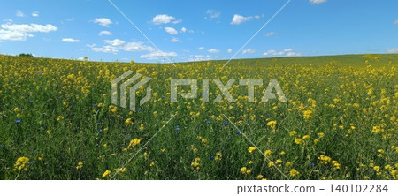 A vibrant field of yellow rapeseed flowers stretches toward a gentle rolling hill under a bright blue sky with scattered white clouds. A vibrant field of yellow rapeseed flowers stretches toward a gentle rolling hill under a bright blue sky with scattered white clouds. 140102284
