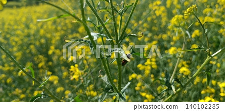Close-up of a spiky green stem with small leaves, a tiny dark red insect perched on one leaf, blurred yellow rapeseed flowers glowing in the background. Close-up of a spiky green stem with small leaves, a tiny dark red insect perched on one leaf, blurred yellow rapeseed flowers glowing in the background. 140102285