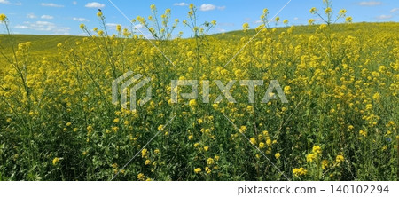 Vibrant yellow rapeseed field under blue sky with fluffy white clouds Vibrant yellow rapeseed field under blue sky with fluffy white clouds 140102294