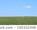 Early summer in Hokkaido: Grassy hills and blue sky 140102446