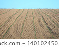 Corn seedlings planted in a hillside field in early summer in Hokkaido. 140102450