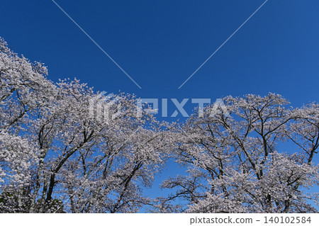 A beautiful spring scene in the grounds of Hosenji Temple in Futaba District, Fukushima Prefecture: a row of Somei Yoshino cherry trees in full bloom against a clear, deep blue sky. 140102584