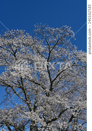 A spring scene in the grounds of Hosenji Temple in Futaba District, Fukushima Prefecture, where a large Yoshino cherry tree in full bloom stands proudly against a clear, deep blue sky. 140102585