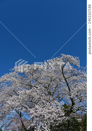 A beautiful spring scene at Hosenji Temple in Futaba District, Fukushima Prefecture, with cherry blossoms in full bloom, somei yoshino and weeping cherry trees, standing out against a clear, deep blue sky. 140102586