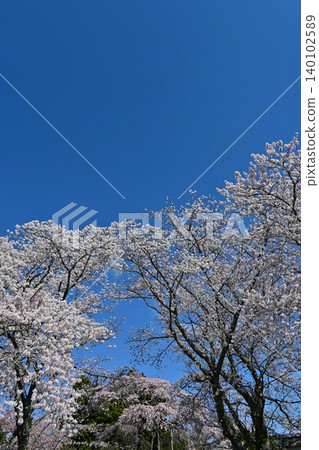 福島縣雙葉郡寶泉寺美麗的春景:湛藍的天空下,盛開的染井吉野櫻花格外醒目,遠處還有一棵垂枝櫻花樹。 福島縣雙葉郡寶泉寺美麗的春景:湛藍的天空下,盛開的染井吉野櫻花格外醒目,遠處還有一棵垂枝櫻花樹。 140102589