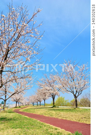 Cherry blossoms in full bloom at Koshiji River Park in Nagaoka City, Niigata Prefecture Cherry blossoms in full bloom at Koshiji River Park in Nagaoka City, Niigata Prefecture 140102618