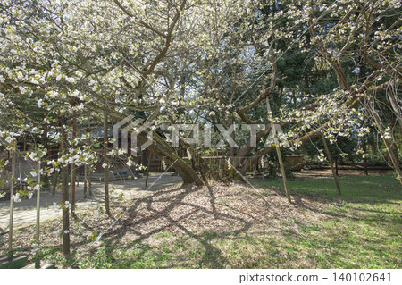 Isasumi Shrine, Sacred Tree: Usuzumi Cherry Tree, Fukushima Prefecture 140102641