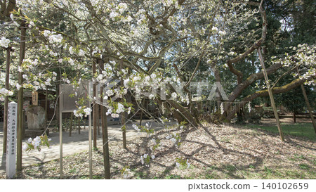Isasumi Shrine, Sacred Tree: Usuzumi Cherry Tree, Fukushima Prefecture 140102659