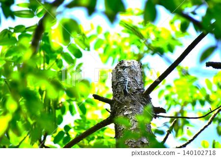 Kogera's nest 140102718