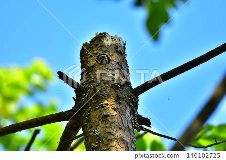 Kogera's nest 140102725