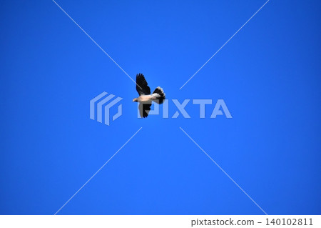 Blue sky and a turtle dove Blue sky and a turtle dove 140102811