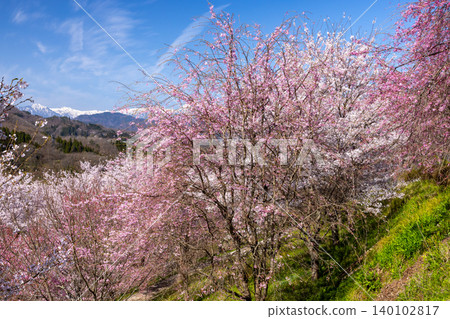 The weeping cherry trees and Somei Yoshino cherry trees in the grounds of Niozan Choshoji Temple in Sansui, Shinkomachi, Nagano City, Nagano Prefecture, and the view of the snow-capped Northern Alps. The weeping cherry trees and Somei Yoshino cherry trees in the grounds of Niozan Choshoji Temple in Sansui, Shinkomachi, Nagano City, Nagano Prefecture, and the view of the snow-capped Northern Alps. 140102817