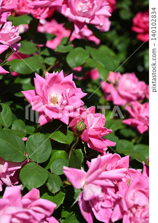 A flowerbed in bloom with vibrant pink roses. A flowerbed in bloom with vibrant pink roses. 140102834