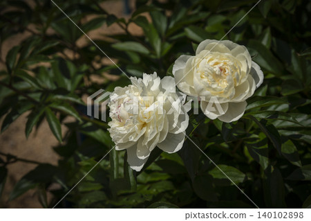 White peonies around Golden Week White peonies around Golden Week 140102898