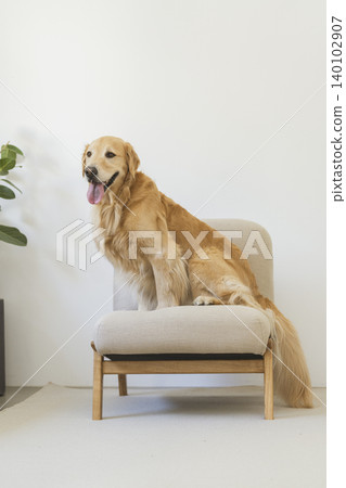 一隻金毛犬坐在椅子上 一隻金毛犬坐在椅子上 140102907