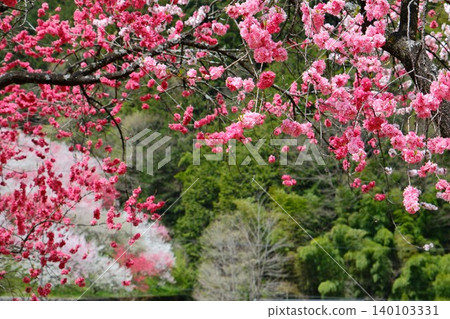 遠處是盛開的桃樹林，近處是盛開的桃花。 140103331