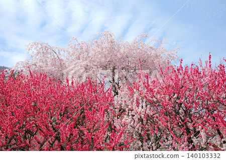Blue sky, cherry blossoms, and peach blossoms in full bloom Blue sky, cherry blossoms, and peach blossoms in full bloom 140103332