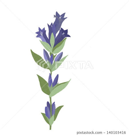 手繪花卉插圖:龍膽花 手繪花卉插圖:龍膽花 140103416