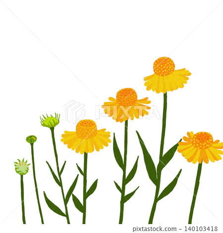 Hand-drawn flower illustration: Helenium Hand-drawn flower illustration: Helenium 140103418