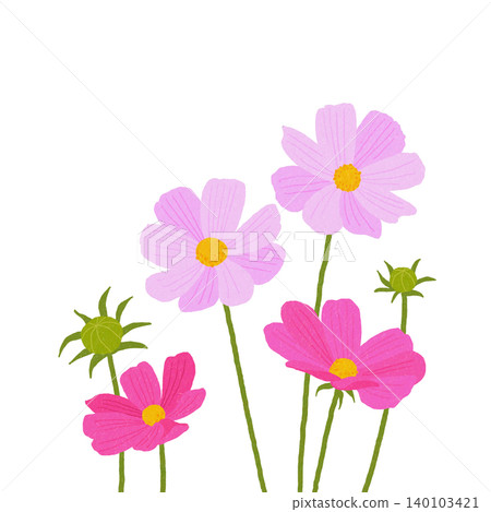 手繪花卉插圖:波斯菊 手繪花卉插圖:波斯菊 140103421
