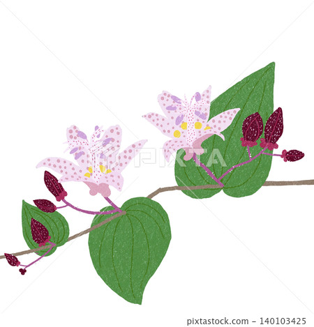 手繪花卉插圖:杜鵑花 手繪花卉插圖:杜鵑花 140103425