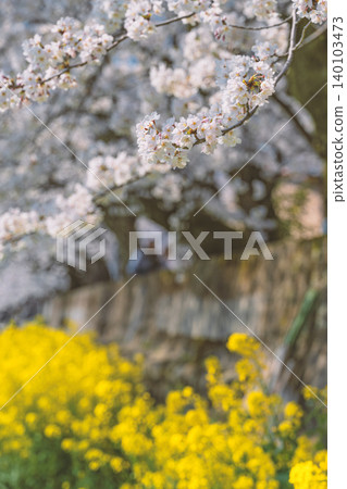 Spring duet: cherry blossoms and rape blossoms in full bloom Spring duet: cherry blossoms and rape blossoms in full bloom 140103473