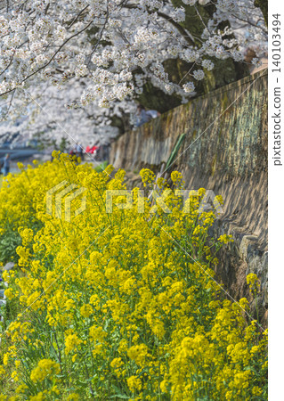 Spring duet: cherry blossoms and rape blossoms in full bloom 140103494
