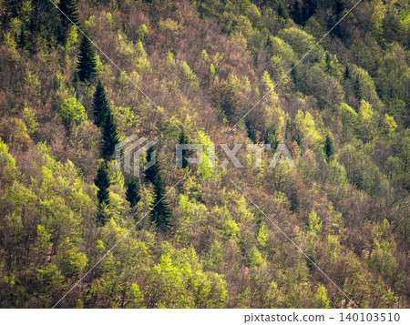 Spring forest bursts with new green hues Spring forest bursts with new green hues 140103510