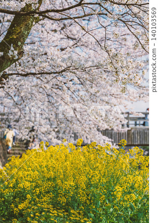 Spring duet: cherry blossoms and rape blossoms in full bloom 140103569