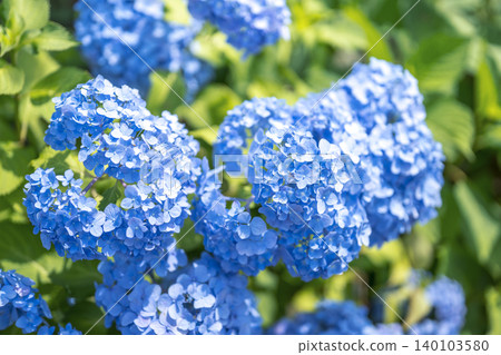 Hydrangea, blue flower, rainy season, early summer, June [Fujisawa City, Kanagawa Prefecture] 140103580