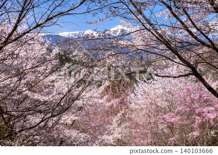 The weeping cherry trees, Somei Yoshino cherry trees, and double-flowered cherry trees in the grounds of Choshoji Temple on Mt. Misui, Shinano-machi, Nagano City, Nagano Prefecture, are set against the backdrop of the snow-capped Northern Alps. 140103666