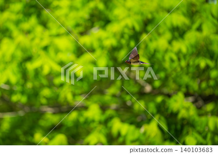 Swallows in flight across a green background Swallows in flight across a green background 140103683