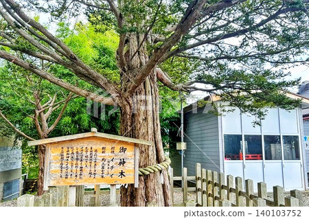 A large tree in the precincts of a shrine 140103752