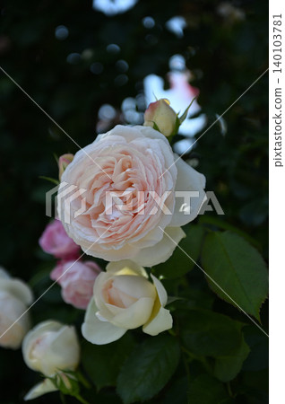 Pale pink rose flower Pale pink rose flower 140103781