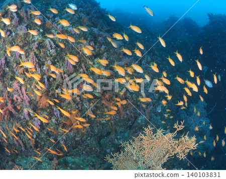 Schools of Anthias add color to the sea around Ito. Schools of Anthias add color to the sea around Ito. 140103831