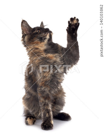 maine coon kitten 140103862