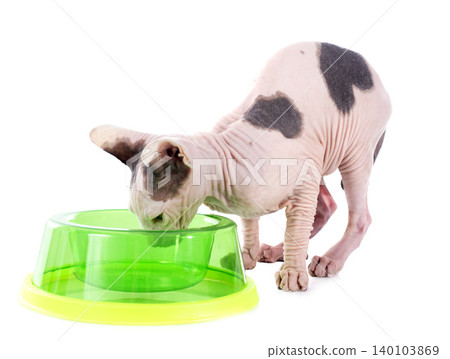 eating Sphynx Hairless Cat 140103869