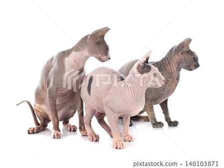 Sphynx Hairless Cats Sphynx Hairless Cats 140103871