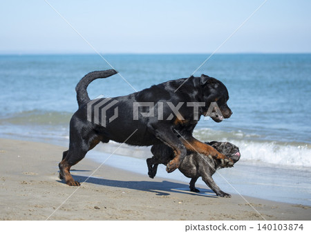 rottweiler and french bulldog on the beach 140103874