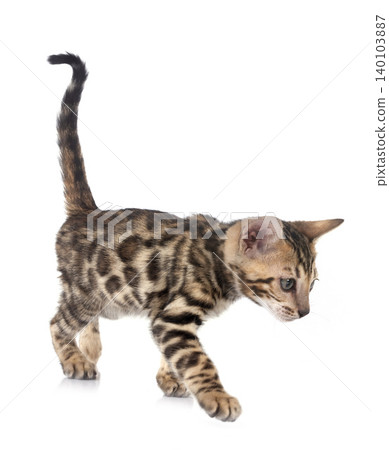 bengal kitten in studio bengal kitten in studio 140103887