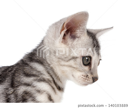 bengal kitten in studio bengal kitten in studio 140103889