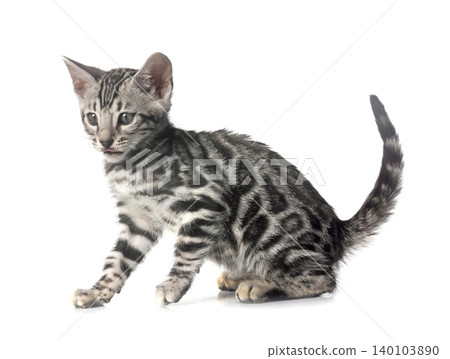 bengal kitten in studio bengal kitten in studio 140103890