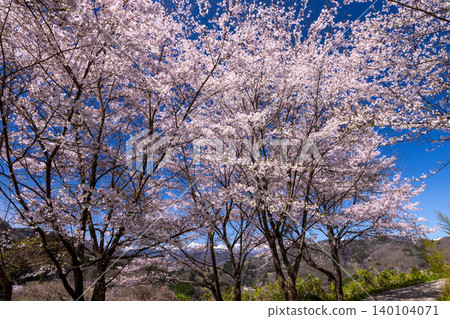長野縣長野市仁王山上的長勝寺,那裡垂枝櫻花和染井吉野櫻花盛開,還能遠眺白雪皚皚的北阿爾卑斯山。 長野縣長野市仁王山上的長勝寺,那裡垂枝櫻花和染井吉野櫻花盛開,還能遠眺白雪皚皚的北阿爾卑斯山。 140104071